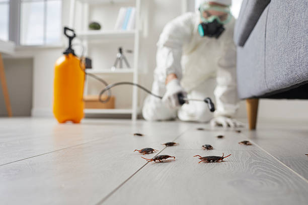 Commercial Rodent Management in Crouch Mesa